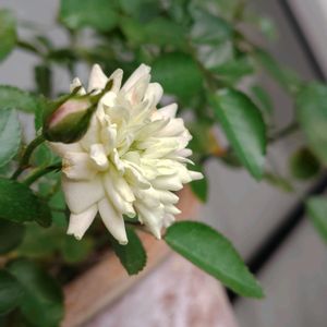 ツメレンゲ,ミニバラ,世界平和,被災地にエールを…。,こんな時こそ花をの画像