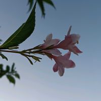 タニウツギ,ツバキ,ツバキ,花のある暮らし,幸せな時間の画像