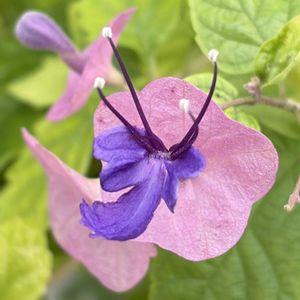紫色の花,#ガーデニング,ピンクワールドへ ようこそ,エクステリアの画像