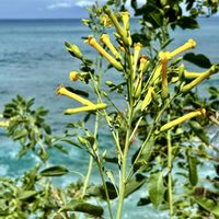 マダガスカルジャスミン,キダチタバコ。,山野草,ビタミンカラー,お気に入り♡の画像