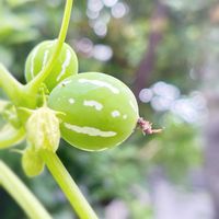 オキナワスズメウリ,オキナワスズメウリの実,ガーデニング,つる性植物,山野草の画像