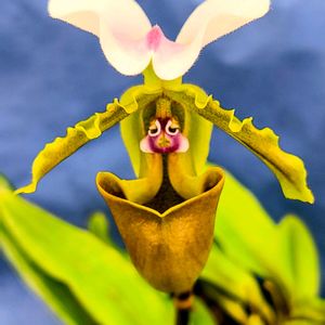 植物園,温室,洋ラン,東京,花のある暮らしの画像