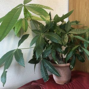 パキラ,観葉植物,鉢植え,ガーデニング,緑のある暮らしの画像