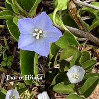 ヤシの木,アレチムラサキ,パウオヒイアカ,つる性植物,ヤシの画像