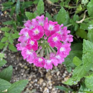 栄養系バーベナ,地植え,ピンク色の花,庭の画像
