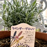 パセリ,パセリ,ラベンダー グロッソ,あおぞらこいしい,今日も頑張るの画像