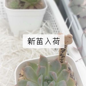 多肉大好き,可愛い多肉ちゃん❤︎,多肉中毒,多肉女子,多肉植物販売店の画像