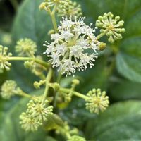 ウド,ナチュラルガーデン,庭の宿根草,お庭の花たち,花と暮らすの画像