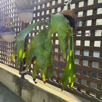 ビカクシダの画像