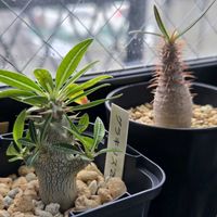 パキポディウム・グラキリス,グラキリスなのか？,多肉植物,塊根植物,成長記録の画像
