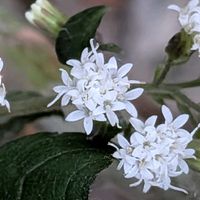 バジル,バラ,西洋フジバカマ,ユウパトリウム チョコラータ,白い花の画像