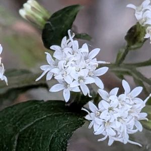 バジル,バラ,西洋フジバカマ,ユウパトリウム チョコラータ,白い花の画像