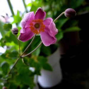 秋明菊,秋明菊(しゅうめいぎく),開花の画像