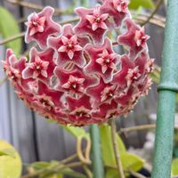 ブーゲンビリア,サクララン（ホヤ カルノーサ）,リコリス（彼岸花）,八重咲ムクゲ,挿し木から育てる。の画像