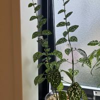 ヒポエステス,ヒポエステス,観葉植物,徒長の画像