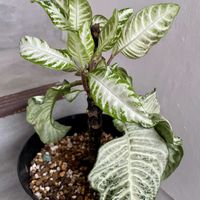 アフェランドラ・シルバークラウド,アフェランドラ・ダニア・シルバークラウド,観葉植物,再生,キキ　アフェランドラの画像