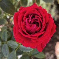 オリーブ,ミニバラ・モカ,トゥルーブルーム　レッドキャプテン,黒いｵｹﾂ,シモフリスズメガの幼虫の画像