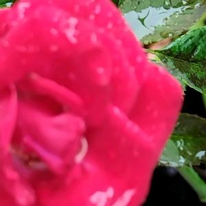 バラの画像