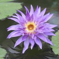 熱帯スイレン,熱帯スイレン,熱帯睡蓮ブルームーン,熱帯睡蓮ブルーアスター,神代植物公園の画像
