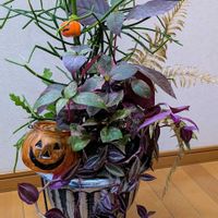 トラディスカンティア・ゼブリナ,ミルクブッシュ,ミルクブッシュ,フィッシュボーンカクタス,トラディスカンティアの画像