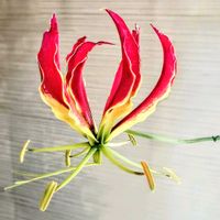 グロリオーサ,グロリオサ,赤い花,真っ赤,シックな色合いの画像