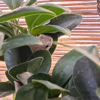 ガジュマル,観葉植物,葉っぱ,カエル,アマガエルの画像