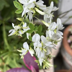 白萩,鉢植え,白い花,放置栽培,斑入り。の画像