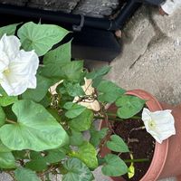 ユウガオの画像