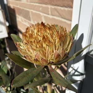 プロテアホワイトルビー,ウッドデッキ,オージープランツ,花のある暮らし,バラ大好きの画像