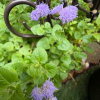 アゲラタム,地植え,素敵,薄紫色の花の画像