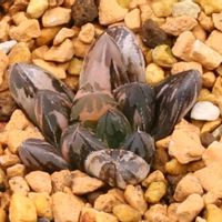 ハオルチア,多肉植物,ハオルチア属,多肉大好き,植物育成ライトの画像