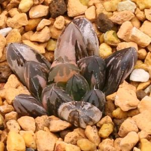ハオルチア,多肉植物,ハオルチア属,多肉大好き,植物育成ライトの画像