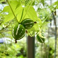 オキナワスズメウリ,種から育てた,庭の画像