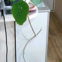 フィカス　ウンベラータ,ウンべラ－タの画像