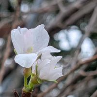 サクラ,タマスダレ,マツバボタンの画像