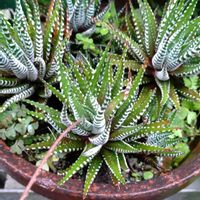ジュウニノマキ,十二の巻,多肉植物,鉢植え,ガーデニングの画像