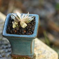 ガステリアの何とか,多肉植物,ガステリア,斑入り多肉,植中毒の画像