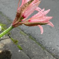 ダイヤモンドリリーの画像