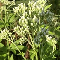 ザクロ,フジバカマ,ミニバラ・グリーンアイス,多肉植物の画像