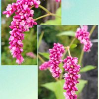 カリブラコア,サンパチェンス,トレニア,モミジアオイ,イヌタデの画像