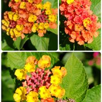 ゴーヤ,ランタナ,鉢植え,地植え,かわいい花の画像