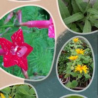ヨルガオ,ルコウソウ,オクラ ダビデの星,黄色い花,ピンクの花の画像