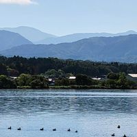 コウホネ,ミズアオイ,紅河骨,足湯✨,花のある暮らしの画像