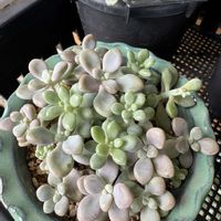 だるま秀麗,no green no life,多肉のある暮らし,お出かけ先にて,多肉の仕立て直しの画像