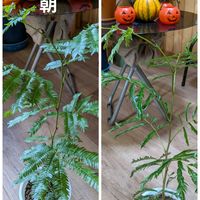 エバーフレッシュ,新しい仲間,エバーフレッシュ☆,朝と夜の顔,エバーフレッシュアカサヤネムノキの画像