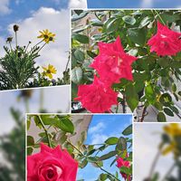 バラ,ユリオプスデージー,ユリオプスデージー,薔薇,赤い薔薇の画像