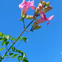 ノウゼンカズラ,ノウゼンカズラ,秋空,青空に映える,ミッチの会の画像