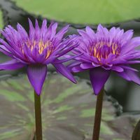 熱帯スイレン,熱帯スイレン,熱帯睡蓮　タンザナイト,神代植物公園,水曜日のスイレンの画像