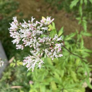 キクバ フジバカマ,盆栽,昭和記念公園 盆栽苑,キク科ヒヨドリバナ属の画像
