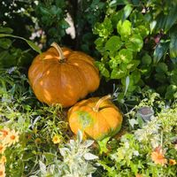 ジニア,観賞用カボチャ,ハロウィン,ハロウィンかぼちゃ,植物のある暮らしの画像